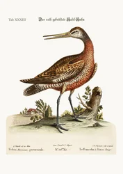 Der Rotbrust-Godwit, 1749-73